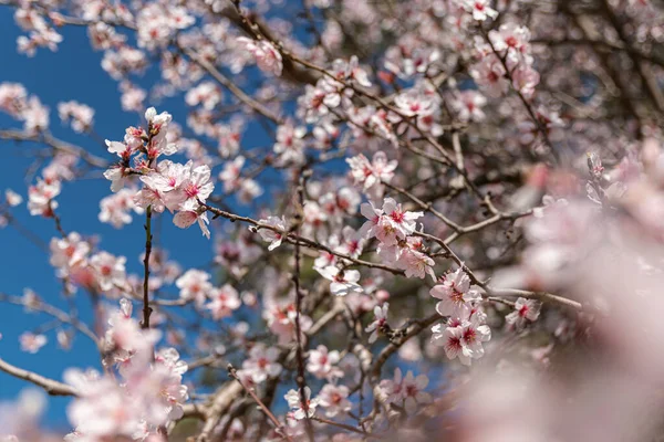 Mavi gökyüzünün arka planında taze badem çiçekleri