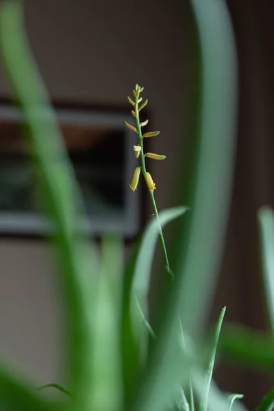 Kvetoucí Aloe Domácí Rostlina Matně Osvětlené Místnosti — Stock fotografie