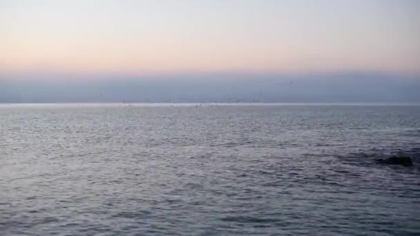 夜明けの海でのカモメ — ストック動画