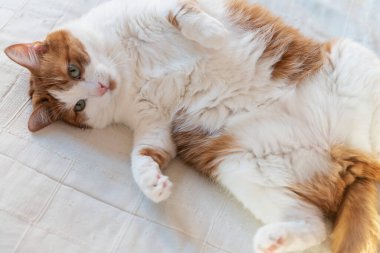 Kırmızı-beyaz kedi yatakta yatıyor.