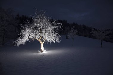 Elma ağacı karla kaplı ve alttan gelen bir ışıltıyla aydınlanıyor.