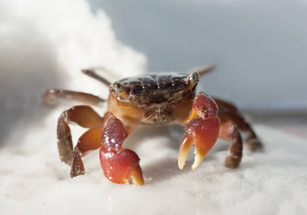 Kırmızı yengeç merakla açık renkli kameraya bakarak