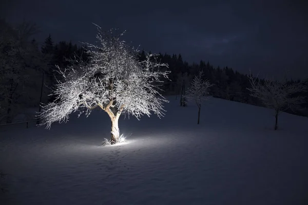 Elma ağacı karla kaplı ve alttan gelen bir ışıltıyla aydınlanıyor.