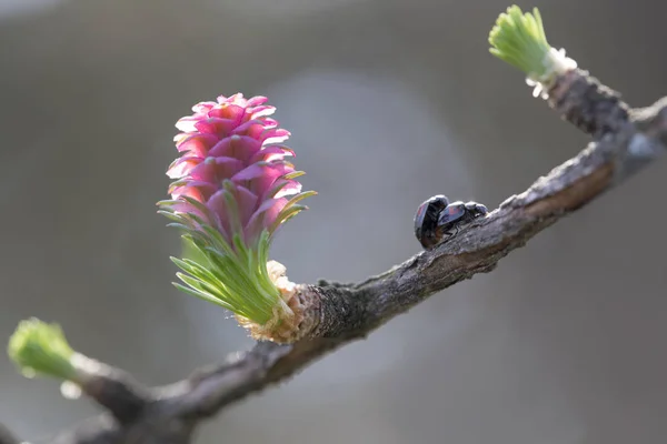 İki böcek ağaç dalında kozalaklı bir kozalakla sevişiyor..
