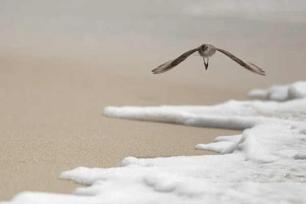 Small bird flying towards camera on brown background above wave of foam. Monterey Country