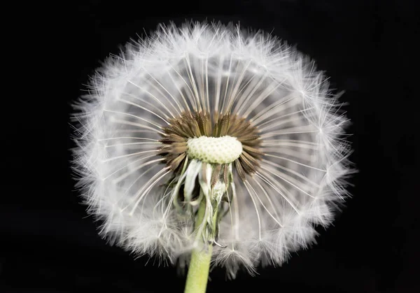 Siyah arka planda yarı şişmiş karahindiba çiçeği