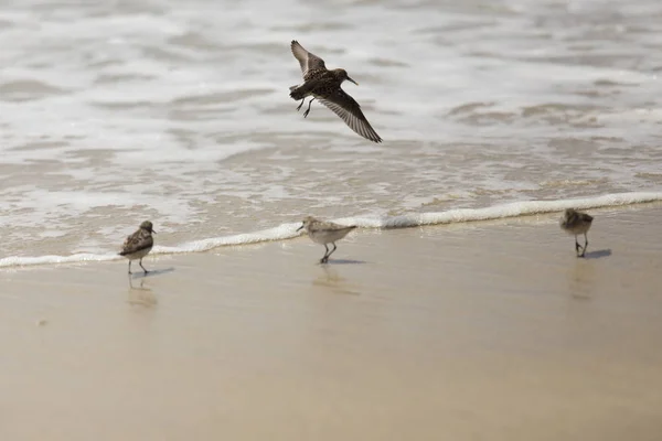 Kumsaldaki kuşlar dalgaların ve kumların altında yiyecek arıyorlar. Biri gagasında bir kabukla uçuyor..