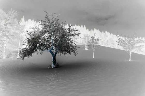 100 takipçilerinin başarı kutlaması. Tersini en sevdim benim fotoğrafta.