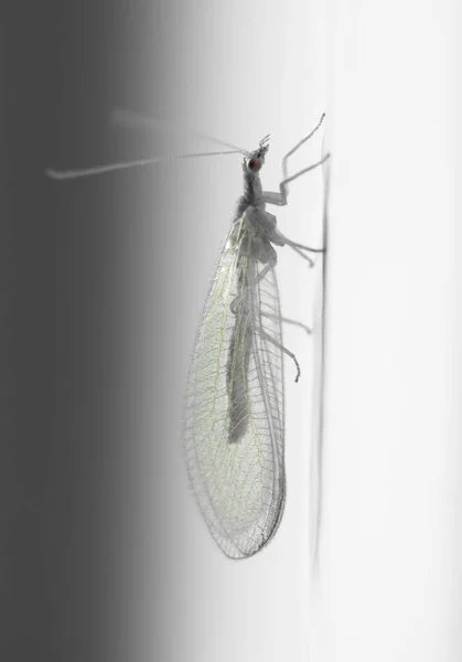 Altı çizili ve büyük kanatlarla uç. Ayrıntılar duvarda.