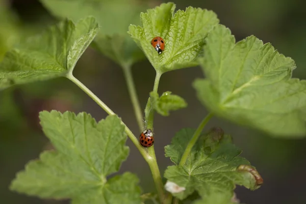 İki uğur böceği yapraklarla dolu bir dalda buluşuyor.