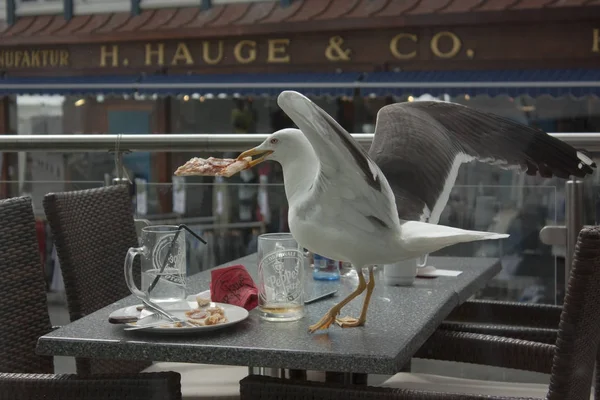 Seagull Stealing Pizza Table — Stock Photo, Image