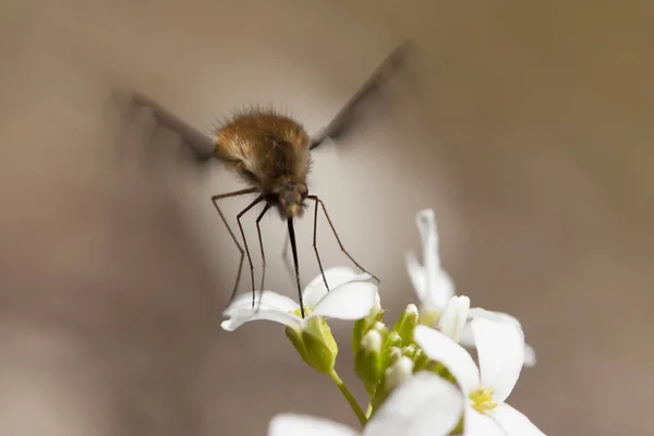 Bilinmeyen böcek, sinek çiçeğin nektarını emiyor, uçuyor..