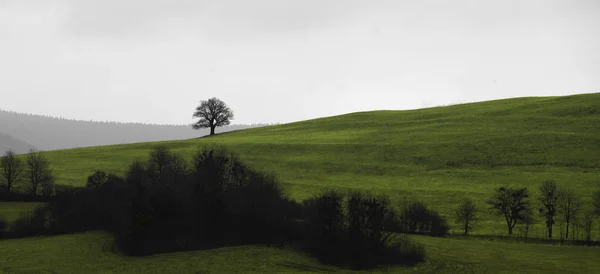 Çayırlık bir tepede tek başına duran ağaç.