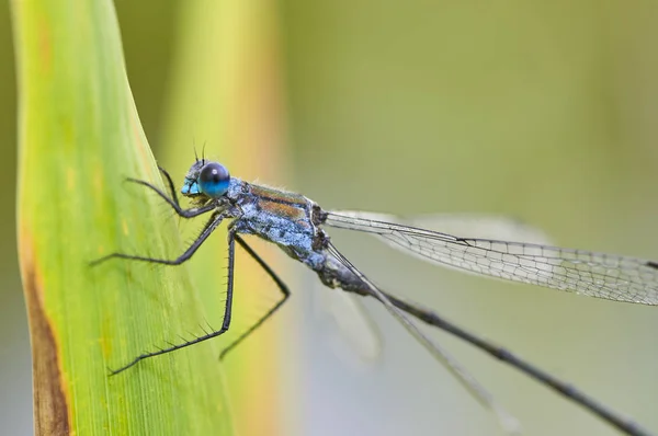 Yeşil yapraklı mavi yusufçuk