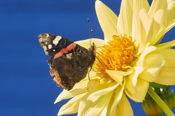 Black butterfly with red lines on yellow flower