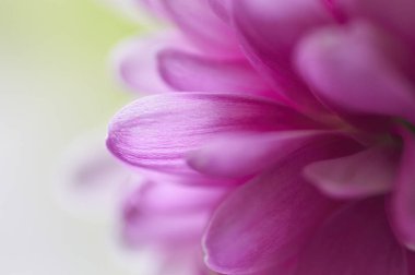 Gerbera'nın Macenta Yaprakları