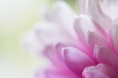 Gerbera'nın Macenta Yaprakları