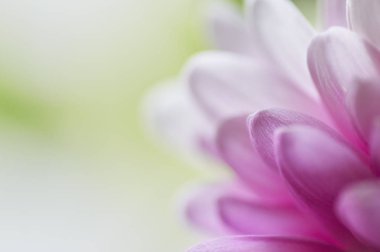 Gerbera'nın Macenta Yaprakları