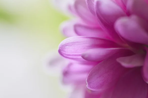 Gerbera'nın Macenta Yaprakları