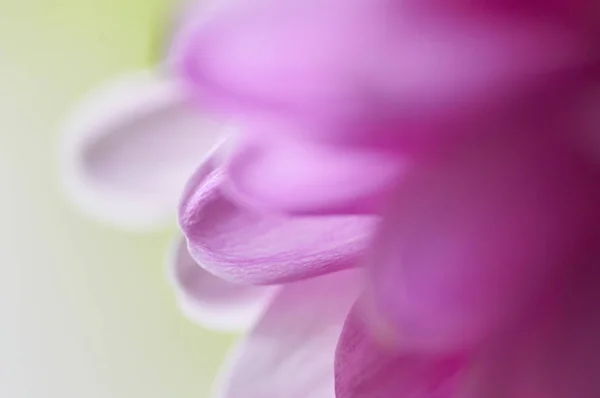 Gerbera'nın Macenta Yaprakları