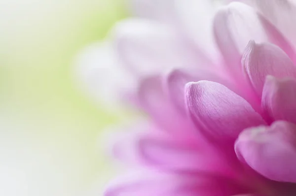 Gerbera'nın Macenta Yaprakları