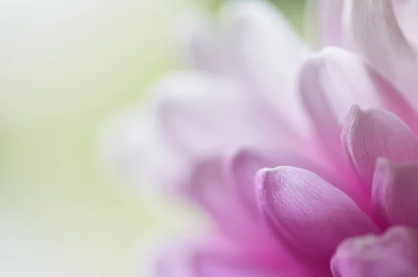 Gerbera'nın Macenta Yaprakları