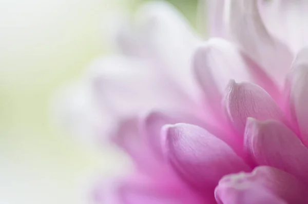 Gerbera'nın Macenta Yaprakları