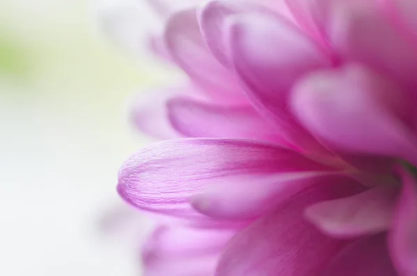 Gerbera'nın Macenta Yaprakları