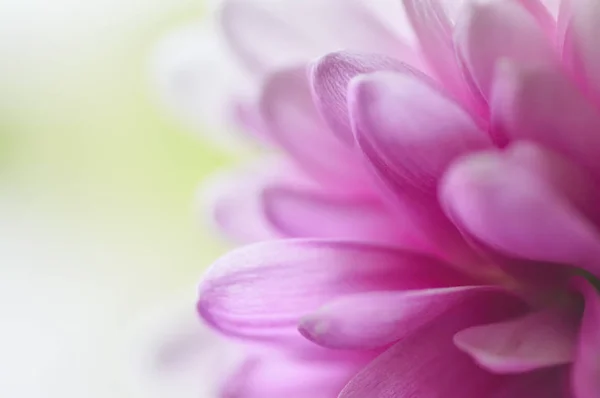 Gerbera'nın Macenta Yaprakları