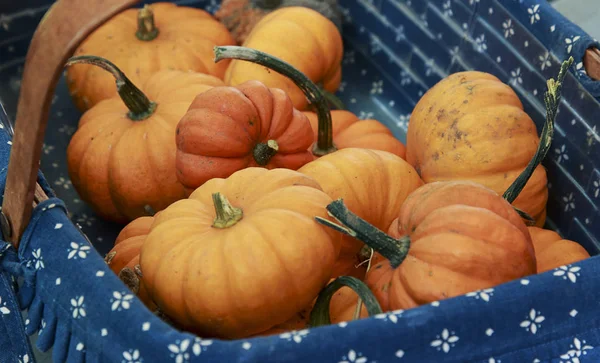 Sepet içinde birçok küçük turuncu kabak