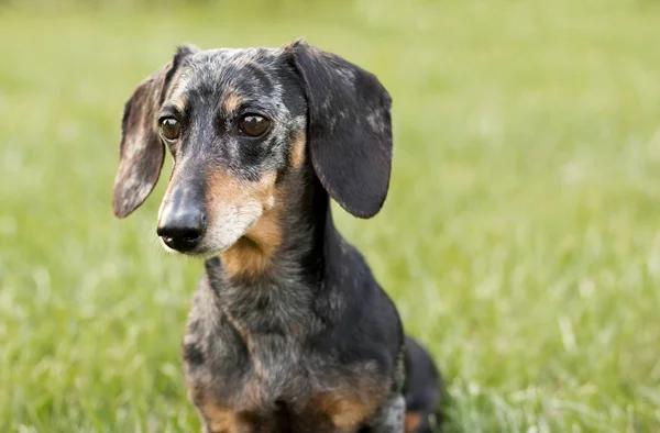 Kıdemli Minyatür Siyah Tan Alaca Dachshund Çimenli Alan Içinde — Stok fotoğraf