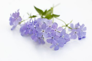 Phlox divaricata Blue Moon çiçek beyaz arka plan üzerinde