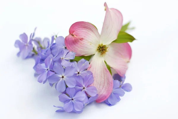 Phlox divaricata Blue Moon çiçek beyaz arka plan üzerinde