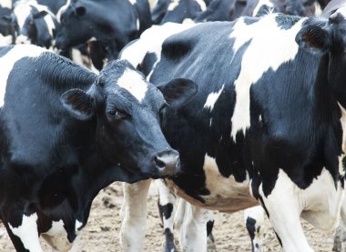 Siyah ve beyaz inek çamurlu bir alana bakıyordu