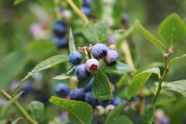 Kümeler Pembe ve Mavi Yaban Mersini çiftlikte