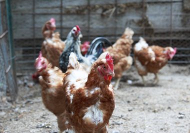 Kahverengi tavuk tavuk kümesi etrafında yürüyüş