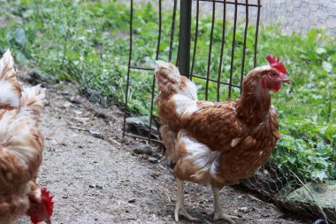 Kırmızı ve kahverengi tavuk tavuk kümesi nde çizilme