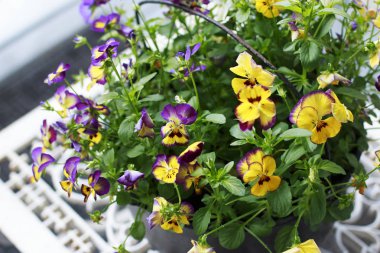 Beyaz metal bir masada bir kova renkli Pansies