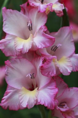 Bahçede çiçek pembe aslanağızları