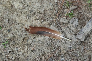 Ahır bahçesinde kahverengi ördek tüyü