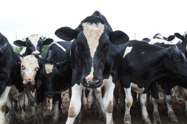 Çamurlu Tarlada Siyah Beyaz İnekler Grubu