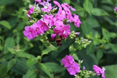 Sinekkuşu Güvesi Pembe Phlox'tan nektar yudumlarken