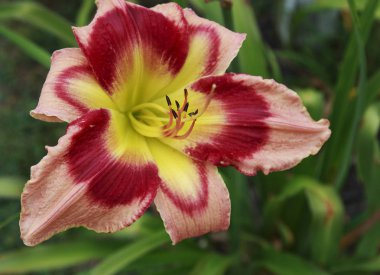 Güneşli bir günde bir bahçede daylily (ana)