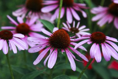 Mor Coneflower (Echinacea) bir alanda büyüyen