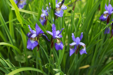 Güneşli bir günde bir çiçek bahçesinde birçok mor Iris.
