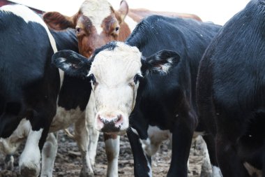 Çamurlu bir alana bakan beyaz karşı karşıya inek