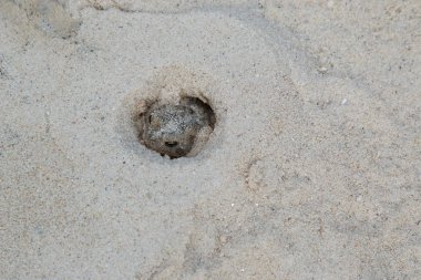 Küçük kurbağa dayak yemek için kum avcılık içinde