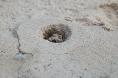 Küçük kurbağa dayak yemek için kum avcılık içinde.