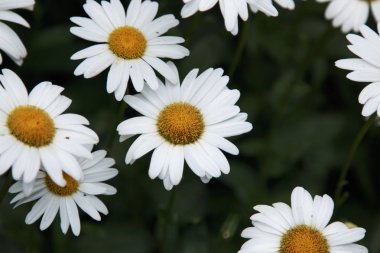 Beyaz papatya çiçek açan güneşli bir bahçede.