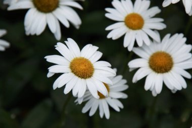 Beyaz papatya çiçek açan güneşli bir bahçede